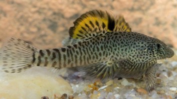 Pseudogastromyzon fangi